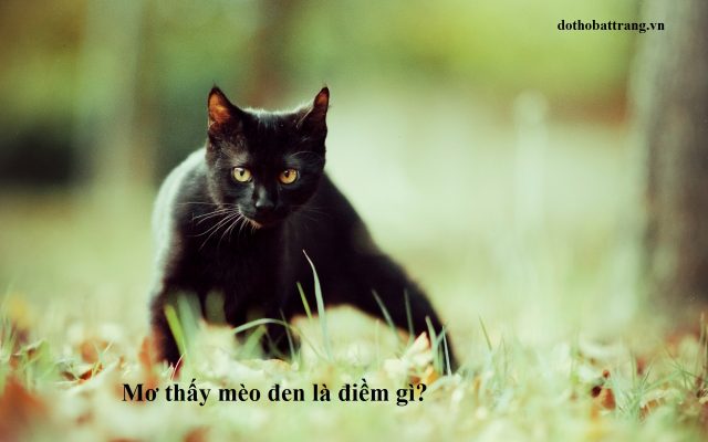 của Mơ thấy mèo đen